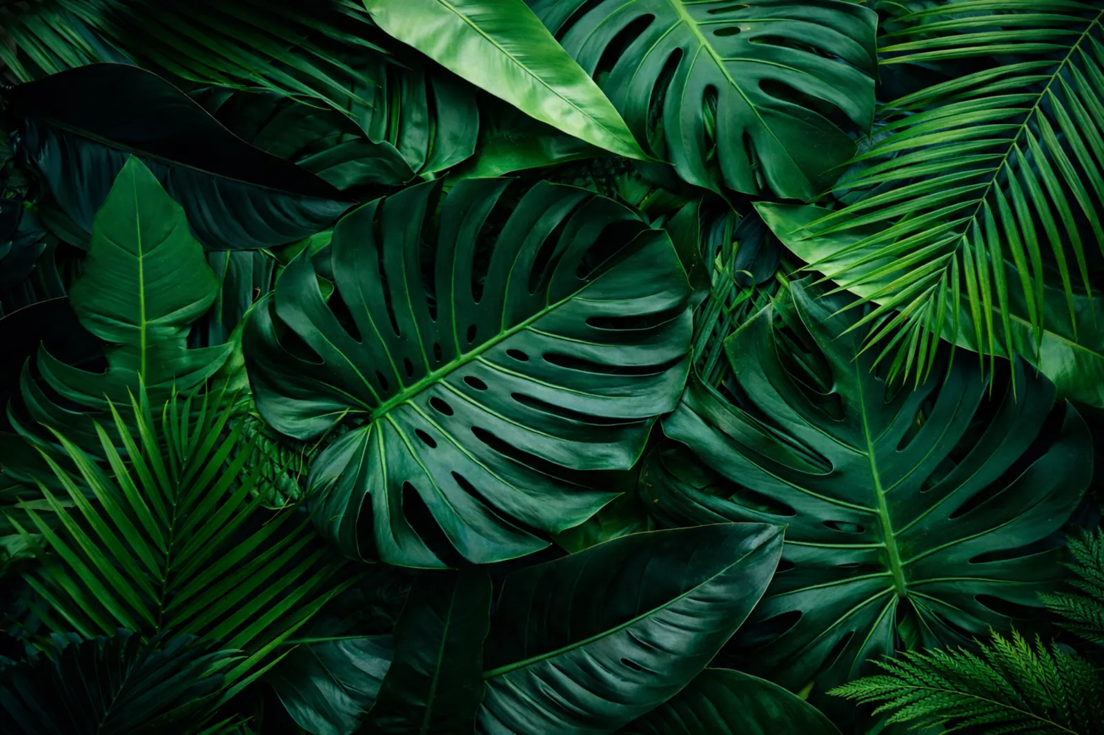 Tropical foliage at The Grove by Venora Infra